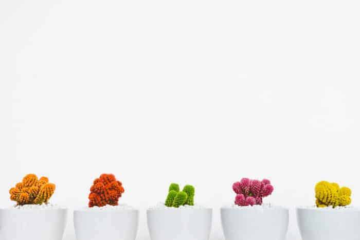 minimalist mindset - cacti