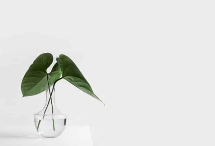 minimalist mindset - plant