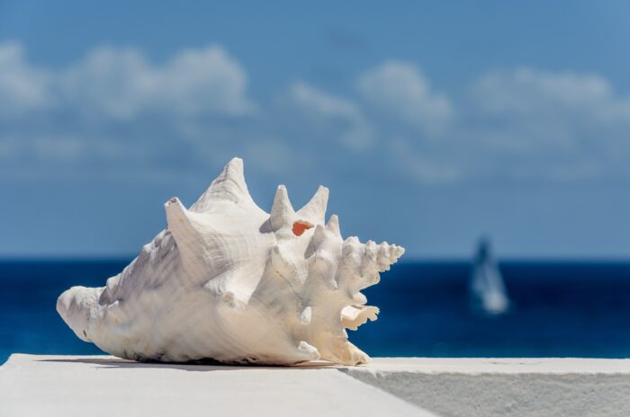 conch in Anguilla