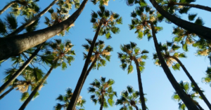 malaga palm trees - featured image